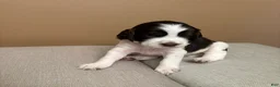 English Springer Spaniel dogs for sale: English Springer Spaniel 6 - Ad 1