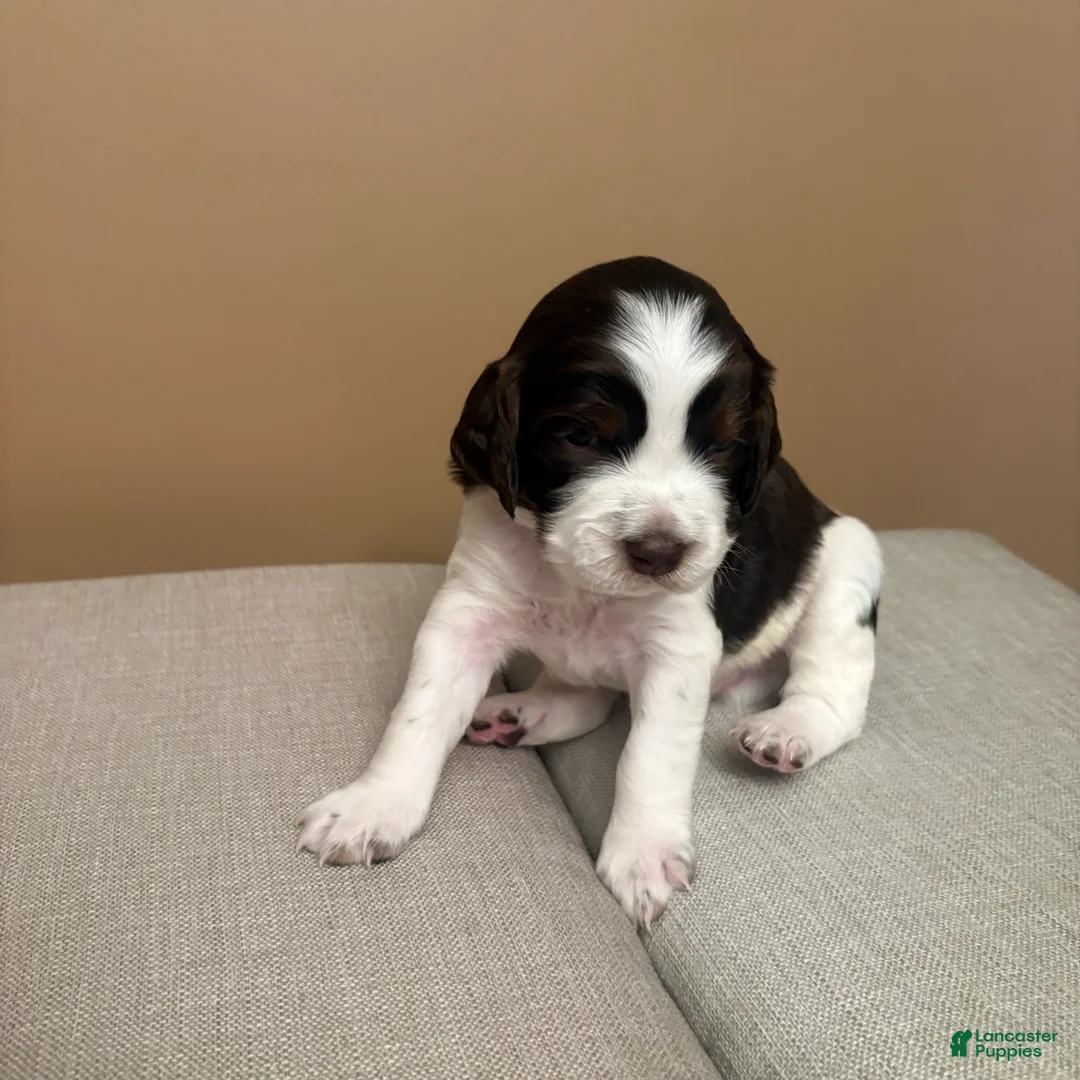 English Springer Spaniel dogs for sale: English Springer Spaniel 6 - Ad 1