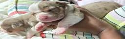 American Bully dogs for sale: American Bully 4 - Ad 2