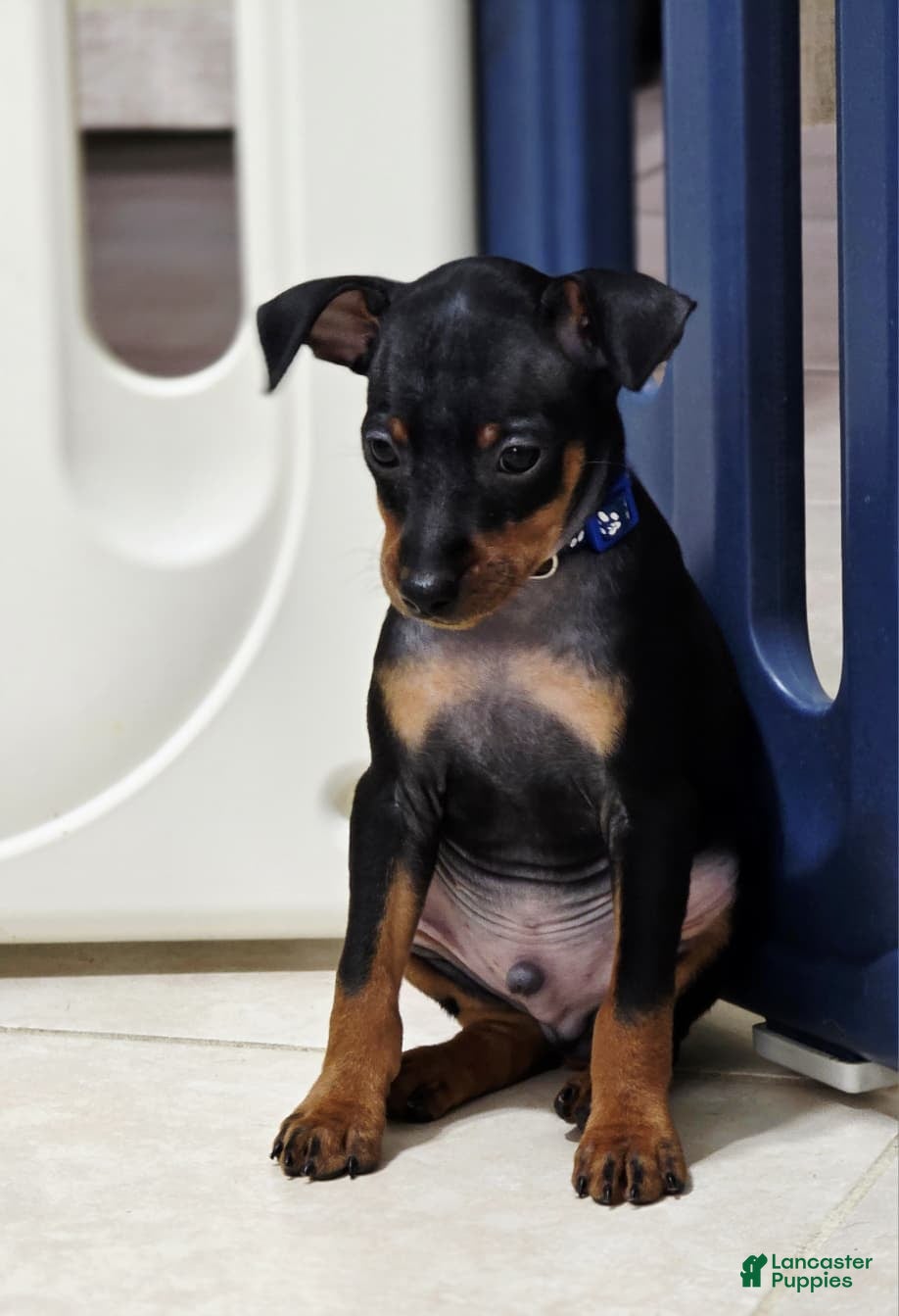 Miniature Pinscher dogs for sale: Blue - Ad 2