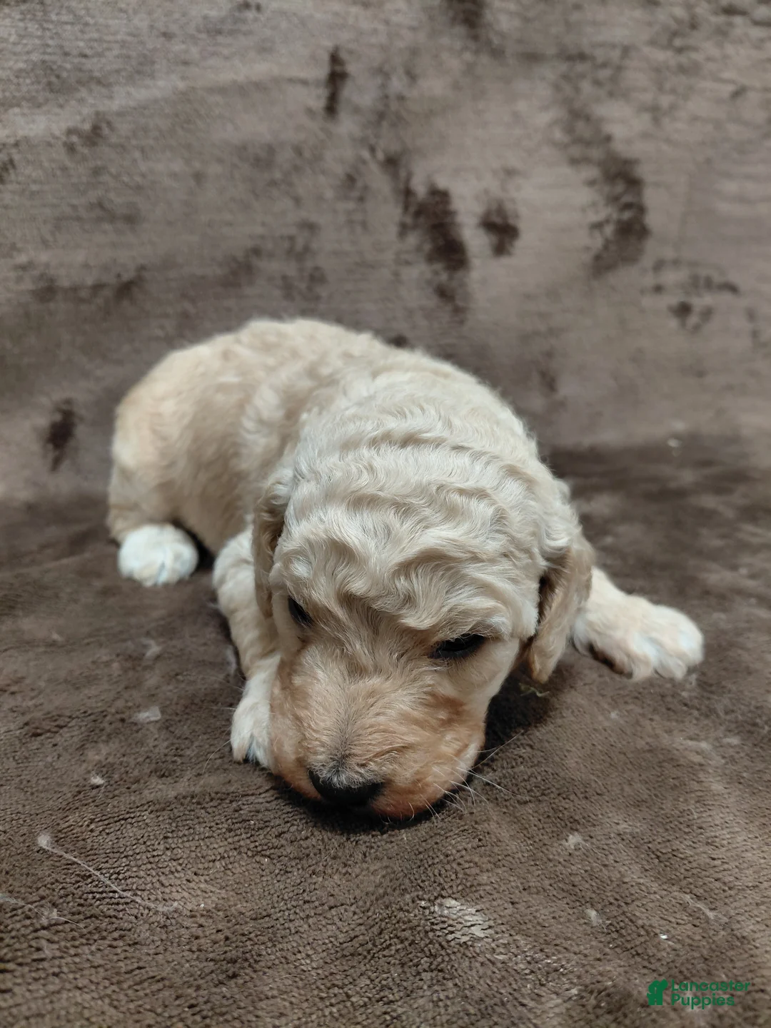 Goldendoodle dogs for sale: Francine Standard  - Ad 2