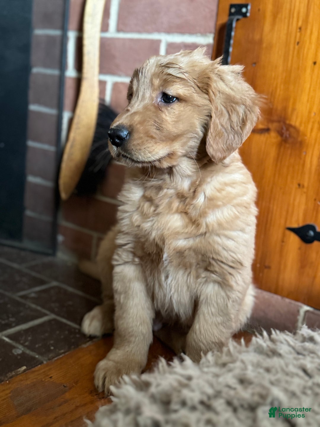 Golden Retriever dogs for sale: Cider - Ad 3