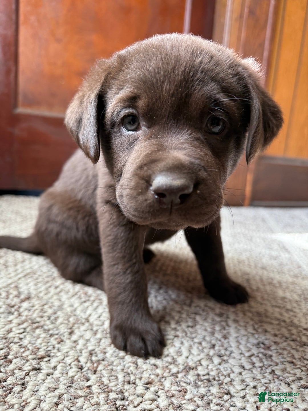 Labrador Retriever dogs for sale: Labrador Retriever JACKIE - Ad 4