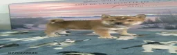 Shiba Inu dogs for sale: Suki - Ad 5