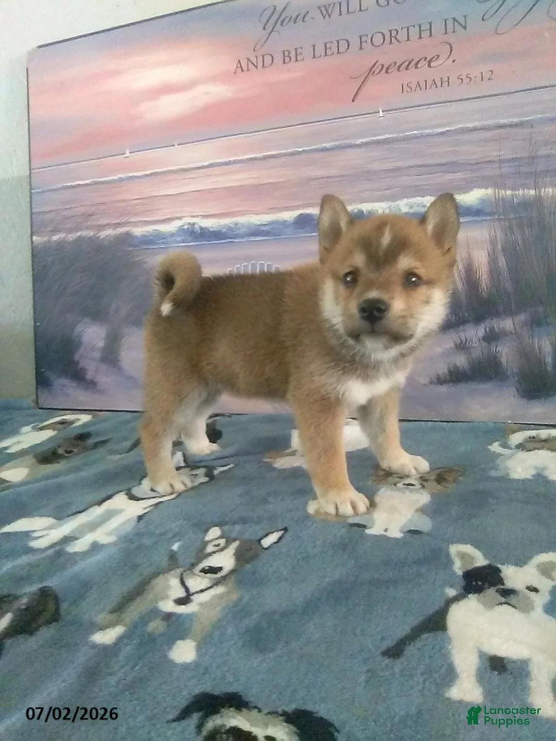 Suki Shiba Inu for sale in Dundee | Lancaster Puppies