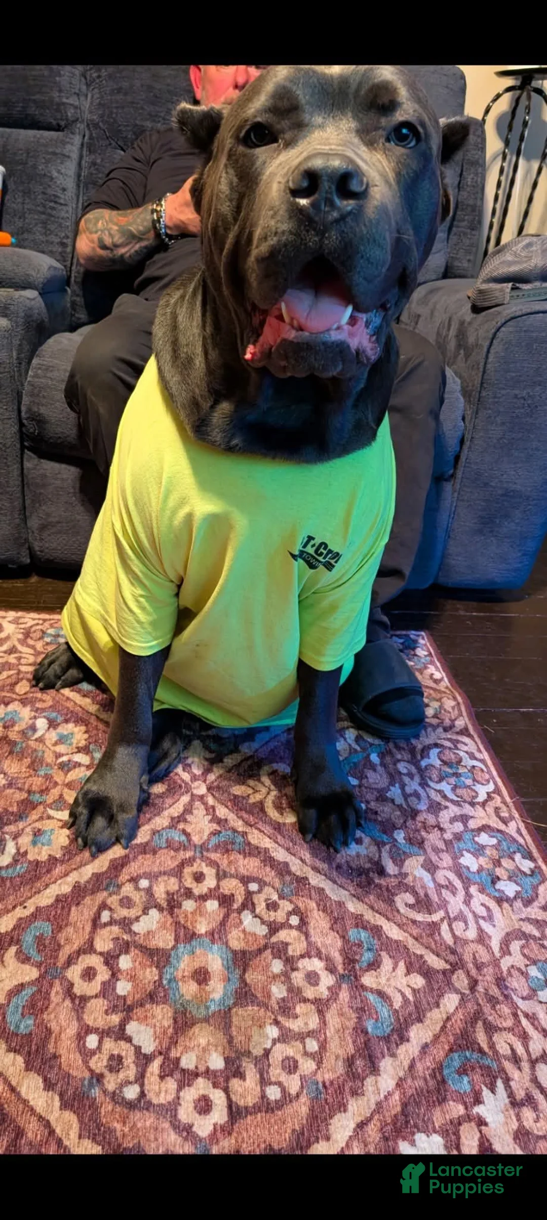 Cane Corso dogs for sale: Cane Corso 1 - Ad 2