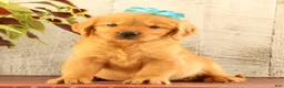 Golden Retriever dogs for sale: Nala - Ad 1