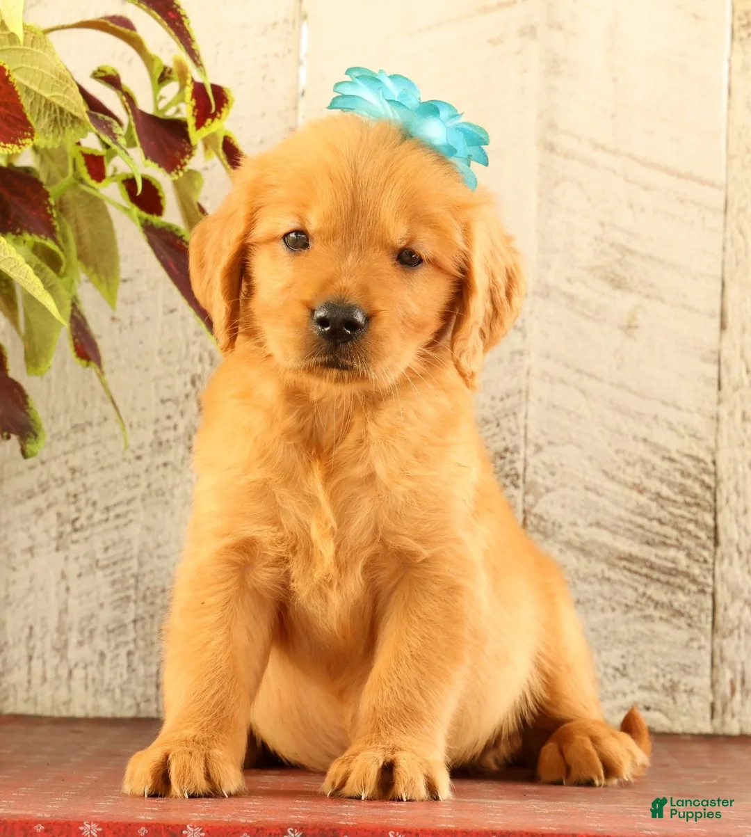 Golden Retriever dogs for sale: Nala - Ad 1