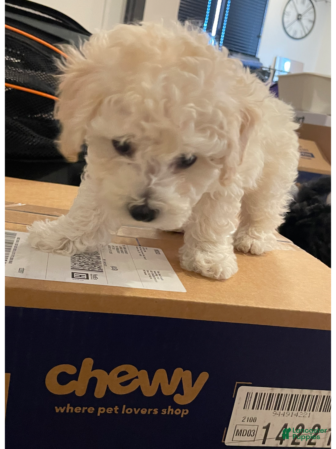 Gallery Image {{count}}