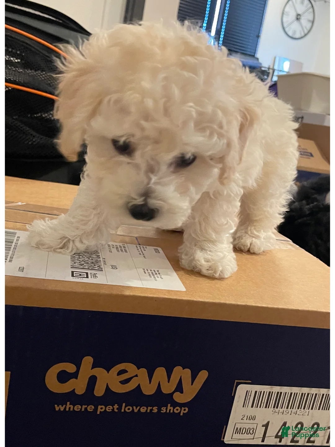 Gallery Image {{count}}