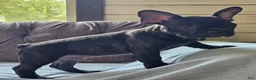 French Bulldog dogs for sale: Gus - Ad 3