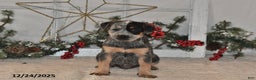 Australian Cattle Dog dogs for sale: Rover - Ad 3
