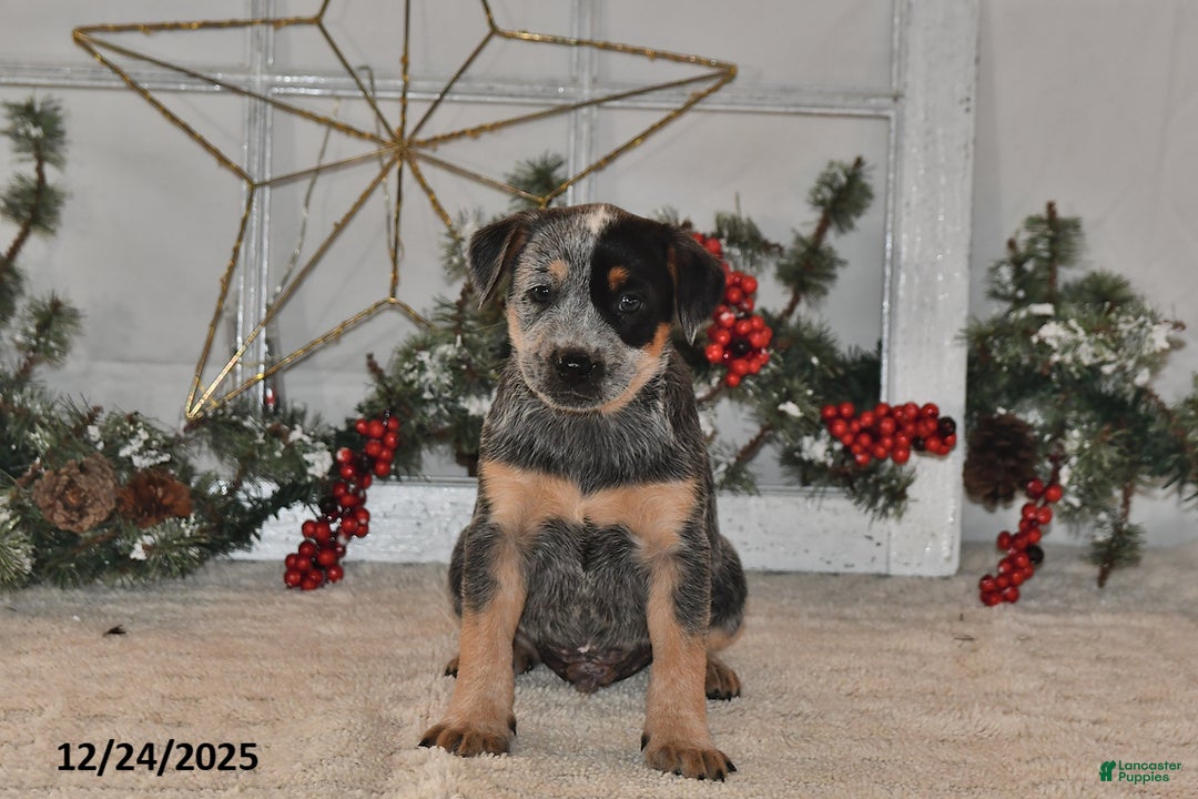 Australian Cattle Dog dogs for sale: Rover - Ad 3