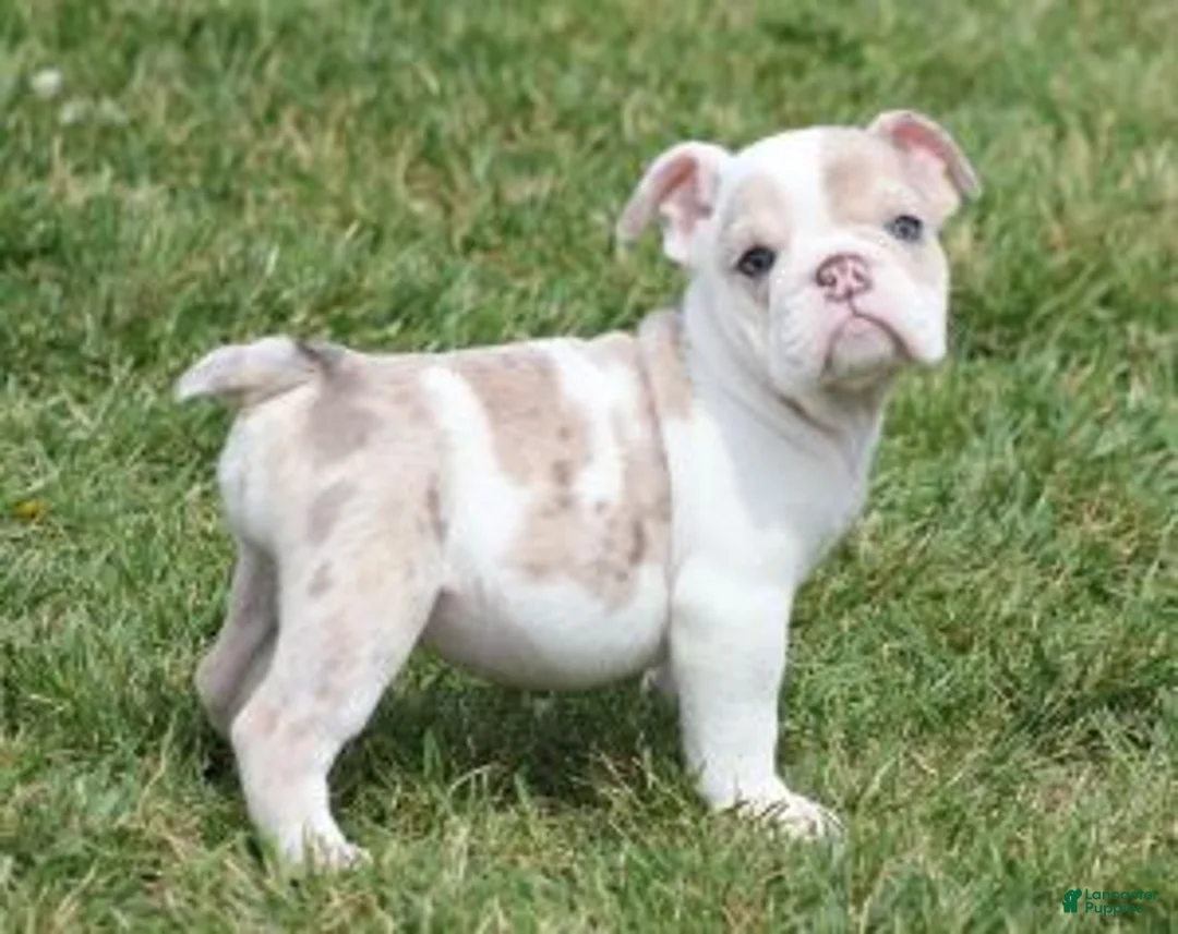 English Bulldog dogs for sale: ROSE - Ad 2