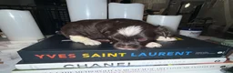Yorkshire Terrier dogs for sale: Nori - Ad 11