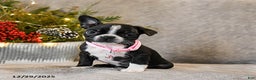 Boston Terrier dogs for sale: Candy - Ad 2