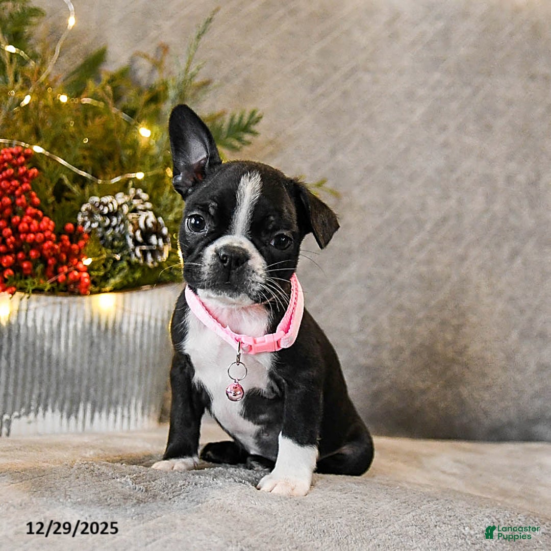 Boston Terrier dogs for sale: Candy - Ad 2
