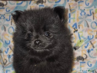 Pomeranian dogs for sale: Pomeranian Puppy 1 - Ad 2