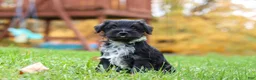 Miniature Schnauzer dogs for sale: Jude - Ad 6