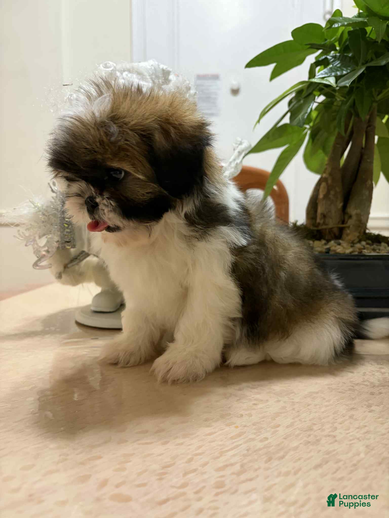 Shih Tzu dogs Jack - Ad 2