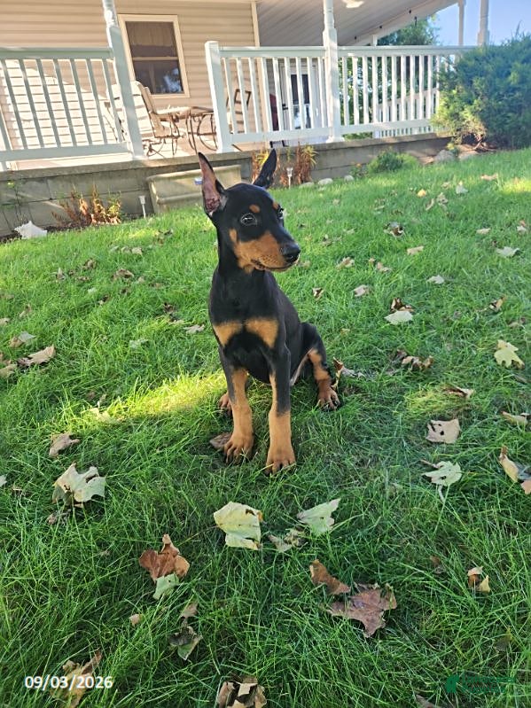 Doberman Pinscher dogs Kiara - Ad 2