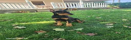 Doberman Pinscher dogs for sale: Kiara - Ad 2