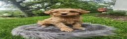 Cavapoo dogs for sale: Riley  - Ad 4