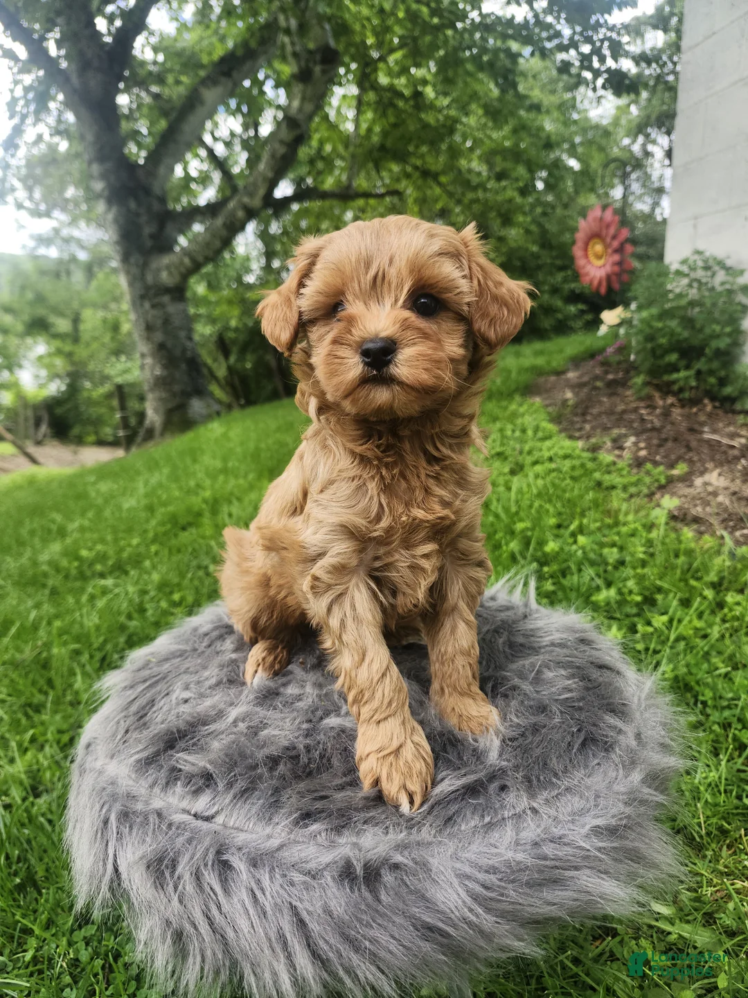 Cavapoo dogs for sale: Riley  - Ad 4