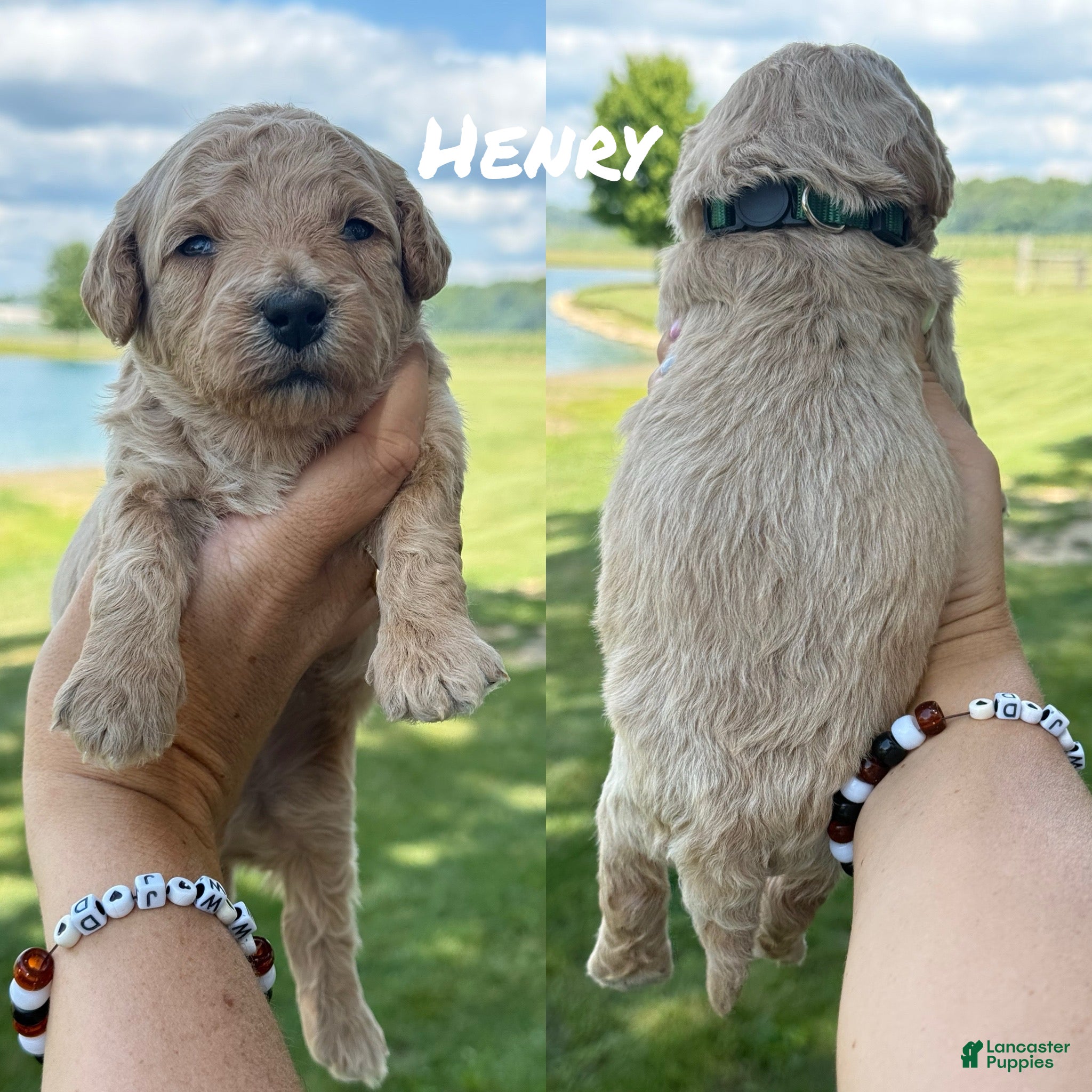 Mini Goldendoodle dogs Henry - Mini Goldendoodle - Ad 32