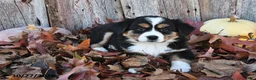 Australian Shepherd dogs for sale: Addie  - Ad 3