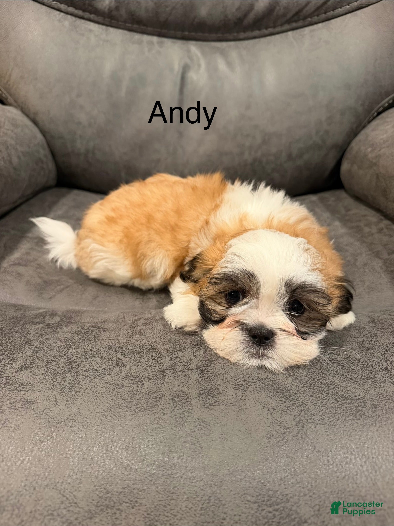 Andy (Malshi, Male) in Mechanicsville, IA