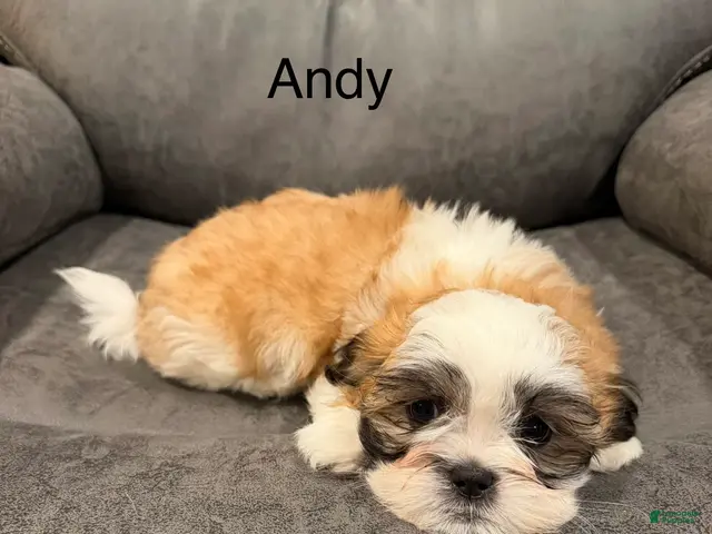 Malshi dogs for sale: Andy - Ad 19