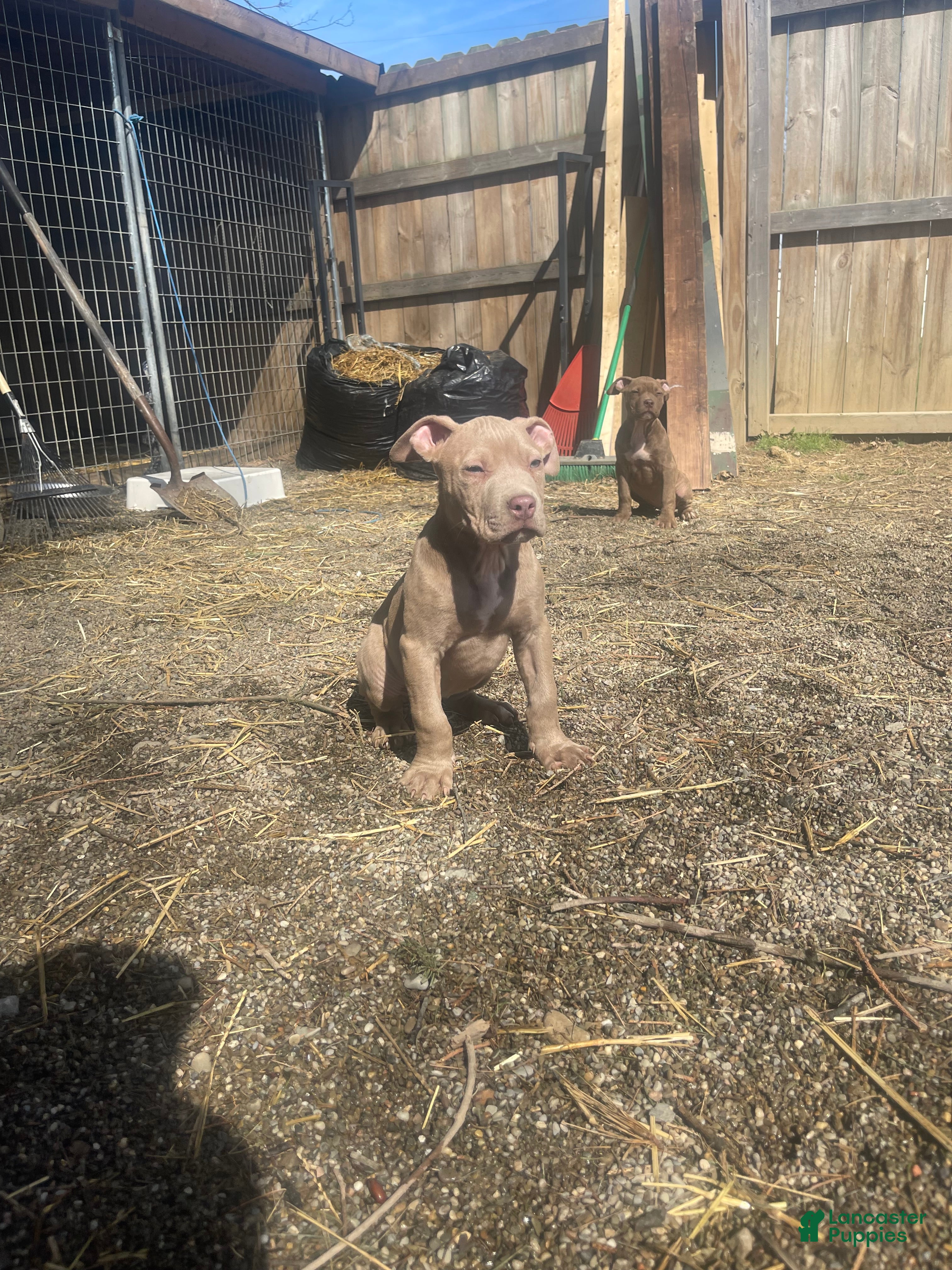 American Bully dogs American Bully Female 3 - Ad 1