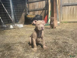 American Bully dogs for sale: American Bully Female 3 - Ad 2