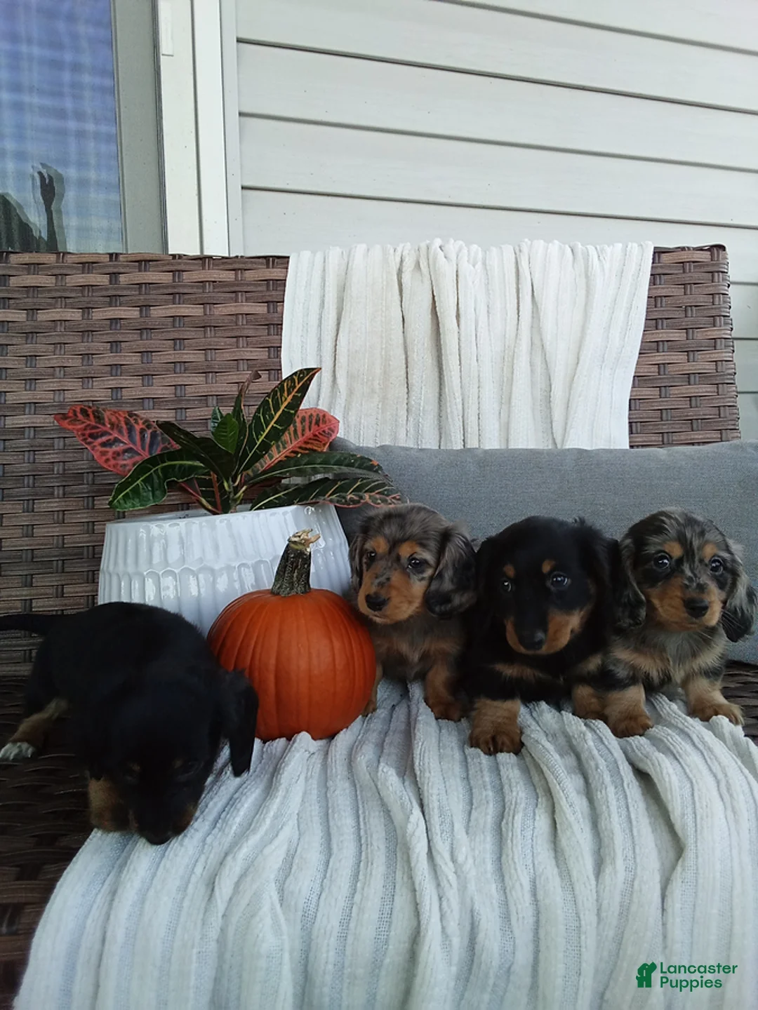Miniature Dachshund dogs for sale: Joy - Ad 3