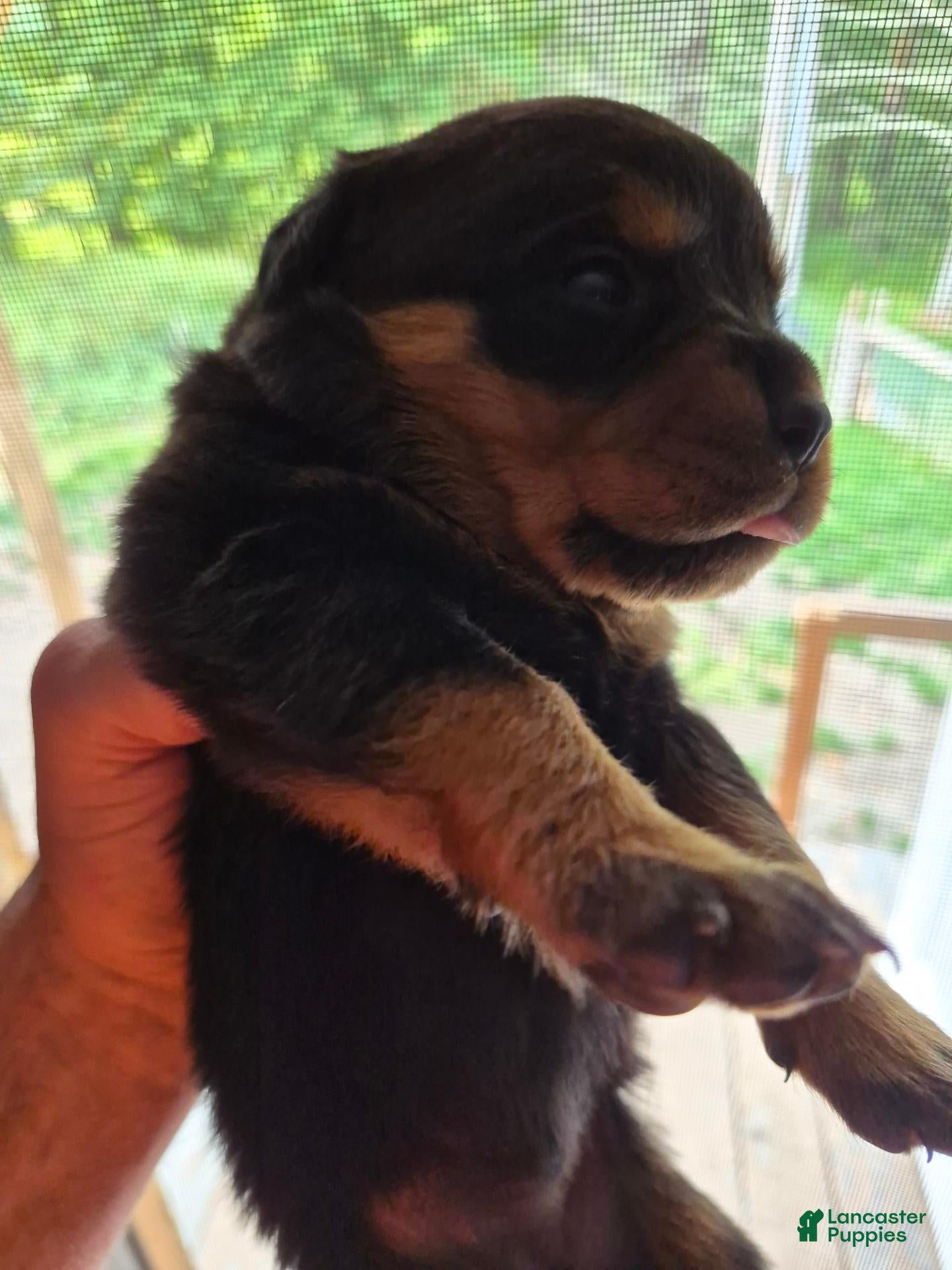 Rottweiler dogs Rottweiler 8 - Ad 13