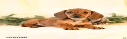 Miniature Dachshund dogs for sale: Chloe - Ad 4