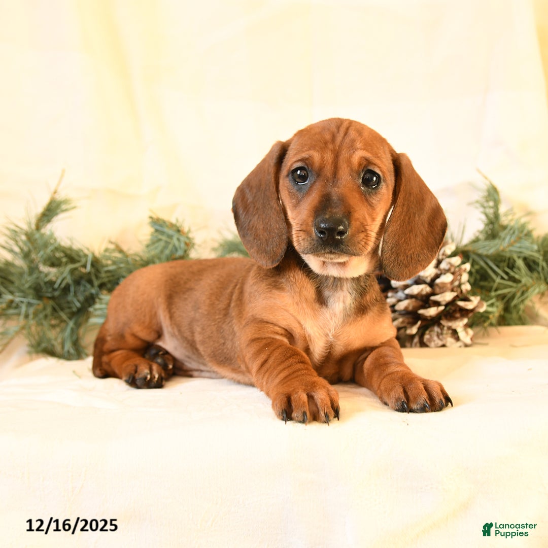 Miniature Dachshund dogs for sale: Chloe - Ad 4