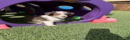 Miniature Poodle dogs for sale: Akc Clear 🧬 Tested Blue Merle  Phantom Parti- Bb - Ad 9