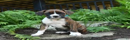 Boxer dogs for sale: Zeke - Ad 5
