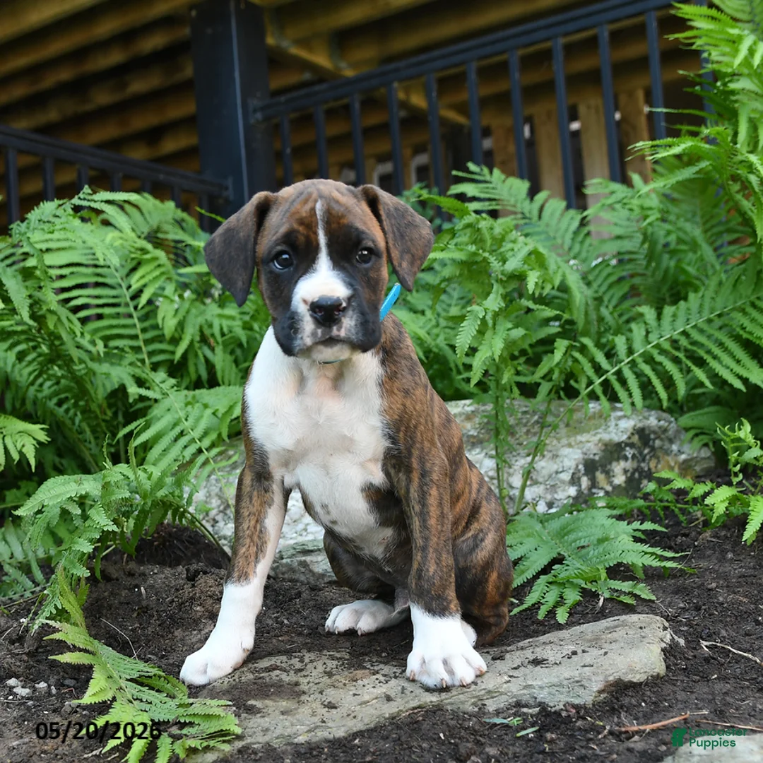 Boxer dogs for sale: Zeke - Ad 5