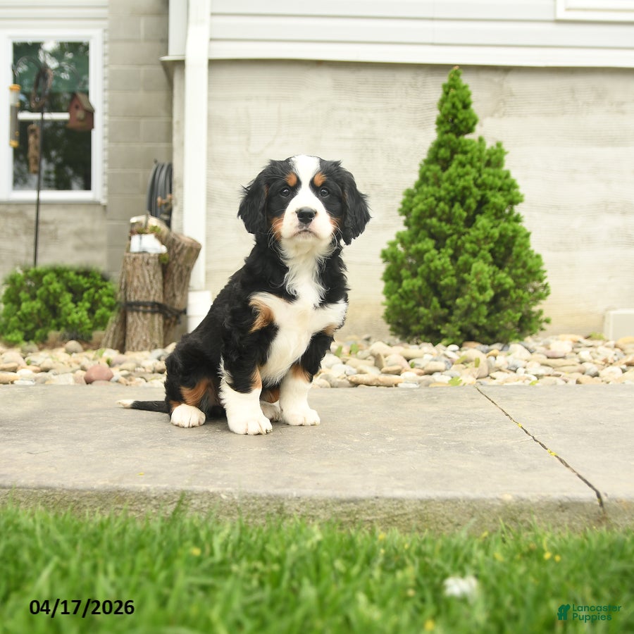 Miniature Bernese Mountain Dog dogs Dolly - Ad 1