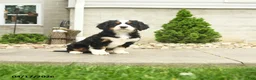 Miniature Bernese Mountain Dog dogs for sale: Dolly - Ad 1
