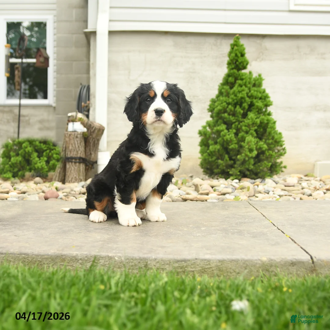 Miniature Bernese Mountain Dog dogs for sale: Dolly - Ad 1