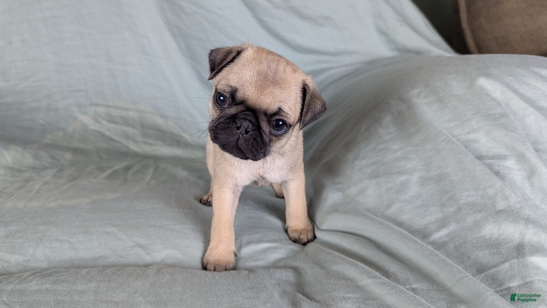 Pug dogs for sale: Beau - Ad 2