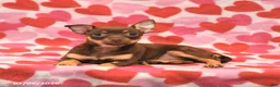Chihuahua dogs for sale: Lily - Ad 3
