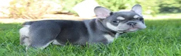 French Bulldog dogs for sale: Blessing - Ad 2
