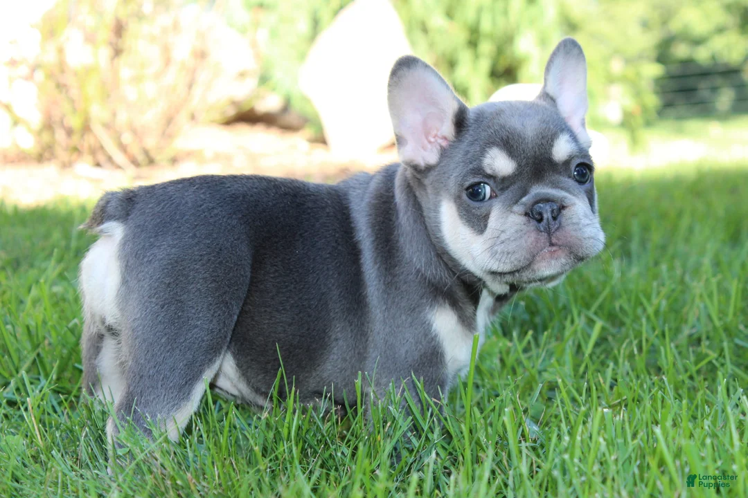 French Bulldog dogs for sale: Blessing - Ad 2