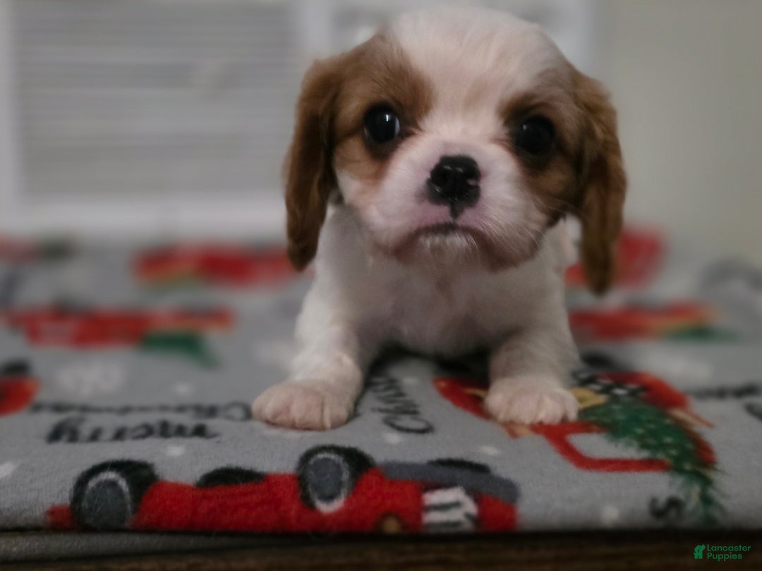 Cavalier King Charles Spaniel dogs for sale: Cavalier King Charles Spaniel Puppy 3 - Ad 2