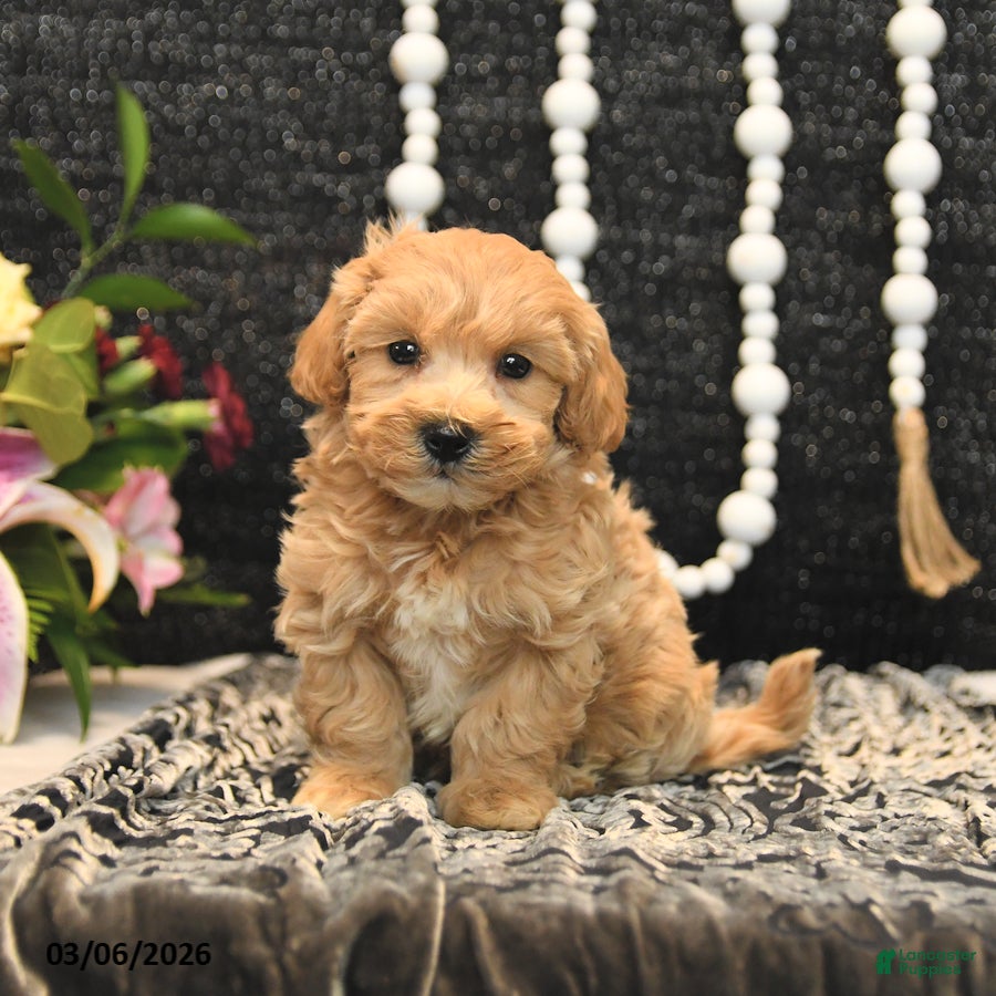 Maltipoo dogs Toffee - Ad 1